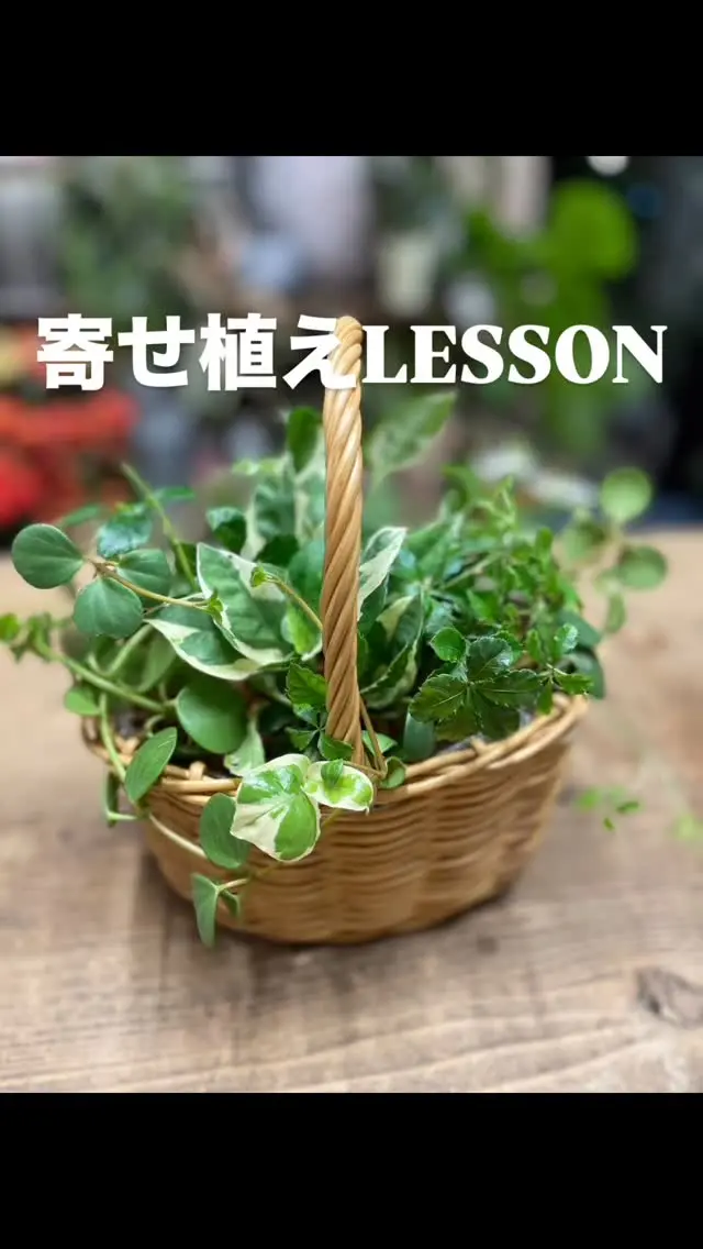 アイビー花物語の寄せ植えの講習案内

【寄せ植え講習会の概要】 
日時：
7月26日（土曜日)14:00〜
 27日(日曜日)10:00〜
 29日(火曜日)  9:30〜
 31日(木曜日) 19:30〜

対象：初心者から上級者まで　
　どなたでもご参加いただけます 
定員：8名（先着順） 
参加費：5500円（材料費込み）

【内容】 
寄せ植えの基本的な技術とコツ 
季節に合わせた植物の選び方 
デザインのポイント 

実習：実際に寄せ植えを作成してみる

【お申し込み方法】 
お電話またはLINEや
ウェブサイトから
お申し込みください。 

電話番号0848561087
 
アイビー花物語
広島県尾道市高須町4793-6

【注意事項】 
定員になり次第締め切らせていただきますので、
お早めにご予約ください。

あう日程がない時は
追加の日程も考えますので
お気軽にお問い合わせください。

皆さまのご参加を心より
お待ちしております！

#尾道花屋
#福山花屋 
#三原花屋 
#アイビー花物語 
#フラワーアレンジメント教室 
#観葉植物インテリア