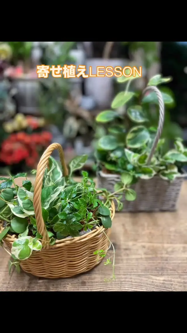 寄せ植えの講習案内

こんにちは！
寄せ植えの講習会に
ついてご案内いたします。

【寄せ植え講習会の概要】 
日時：
 7月27日(日曜日)10:00〜
 29日(火曜日)  9:30〜
 31日(木曜日) 19:30〜

対象：初心者から上級者まで　
　どなたでもご参加いただけます 
定員：8名（先着順） 

【内容】 
寄せ植えの基本的な技術とコツ 
季節に合わせた植物の選び方 
デザインのポイント 

実習：実際に寄せ植えを作成してみる

【お申し込み方法】 
お電話またはLINEや
ウェブサイトから
お申し込みください。 

電話番号0848561087
  09033771445

【注意事項】 
定員になり次第締め切らせていただきますので、お早めにご予約ください。

あう日程がない時は
追加の日程も考えますので
お気軽にお問い合わせください。

皆さまのご参加を心より
お待ちしております！