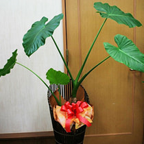 観葉植物